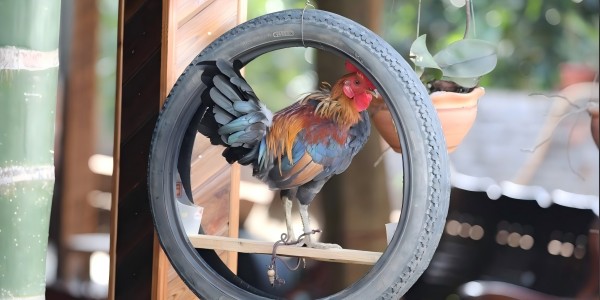 1740250011114296.jpg 微信截图_20250131011839(1)600.jpg